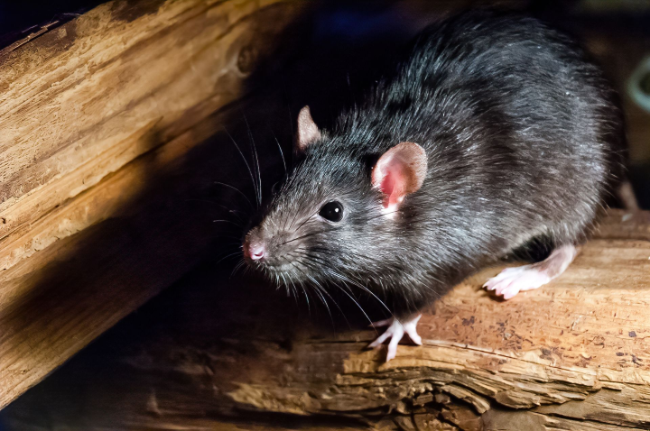 5 Warning Signs of Roof Rats